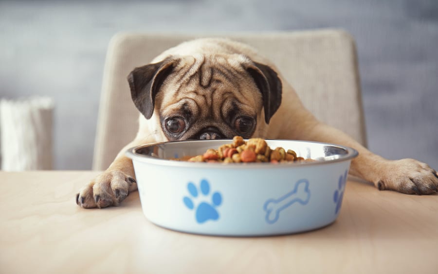 What Is The Best Food For Pugs? Health Considerations and Brands