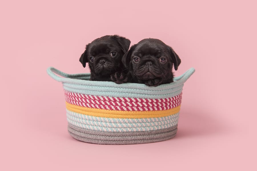 Pug Cost and Pricing: A Guide to Purchasing the Perfect Pup