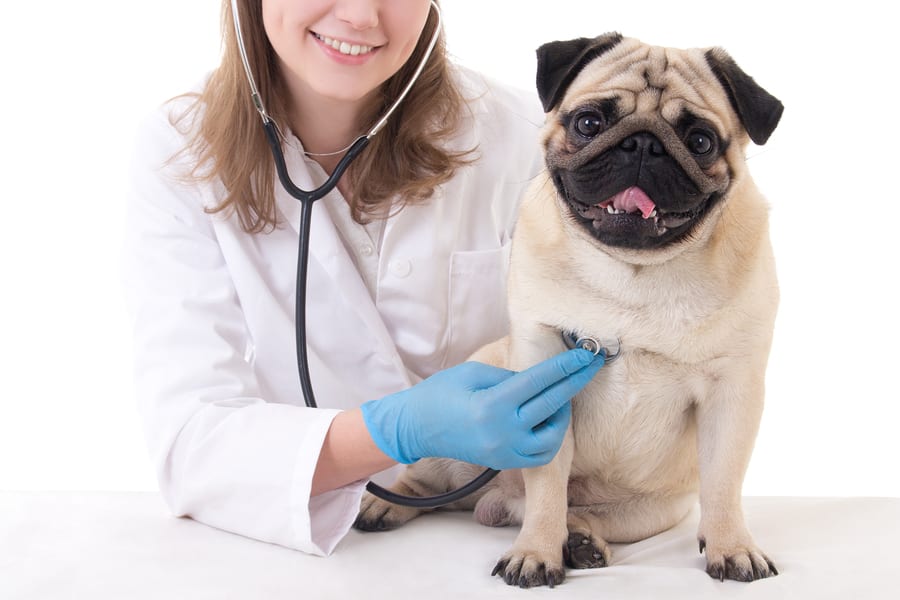 Pug Health Issues: Allergies, Irritations, and What To Look For