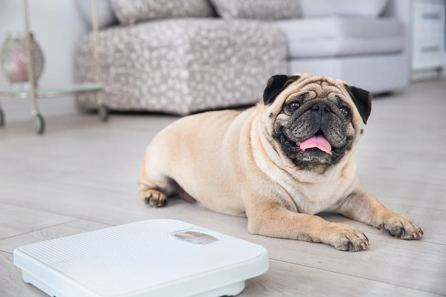 How Much Should A Pug Weigh? Your Questions Answered