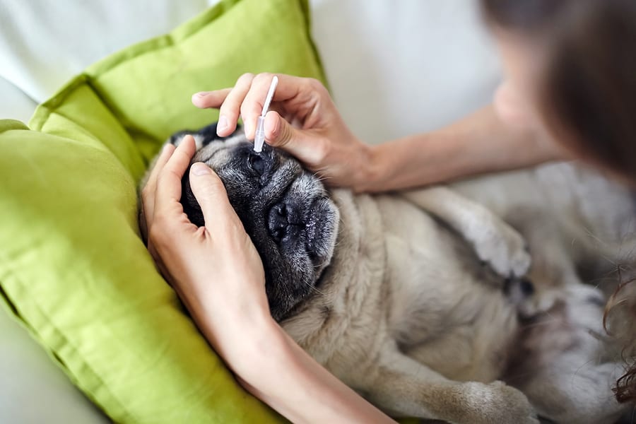 A Guide to Pug Eye Problems: Causes, Treatments, and Maintenance