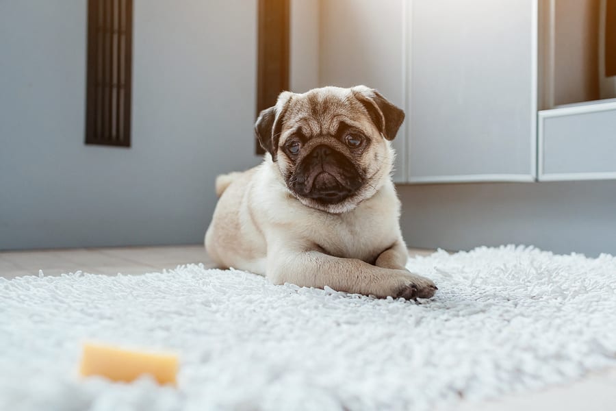 How to Train Your Pug – Potty, Getting Social, and More