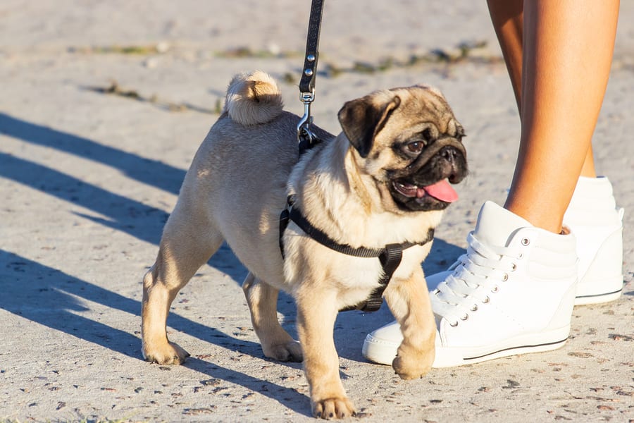 What You Need to Know About Pug Breathing