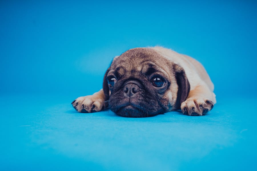 Pug Allergies: What Are They and How Can You Treat Them?