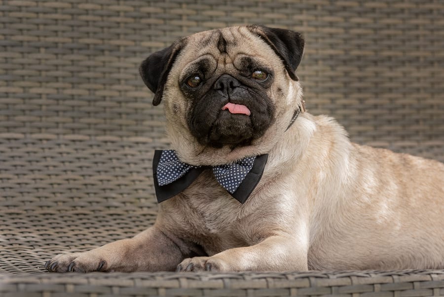 The Many Faces Of A Pug – A Look At The Pug Personality