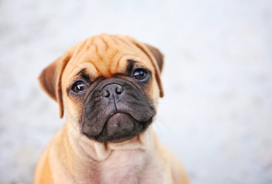 Pug Ears: Your Top Questions Answered