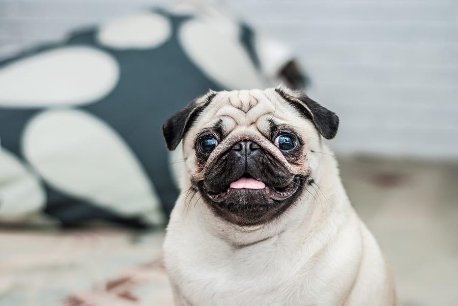 A Guide to The Pug Nose – What Owners Need To Know