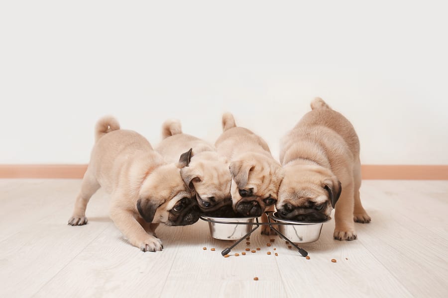 The 9 Best Food Bowls for Pugs