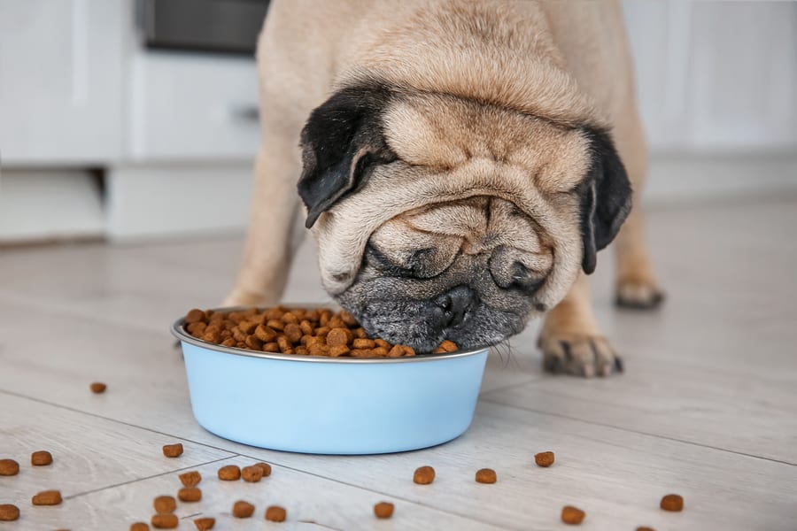 The Pug Diet: What to Feed Your Dog and What to Avoid