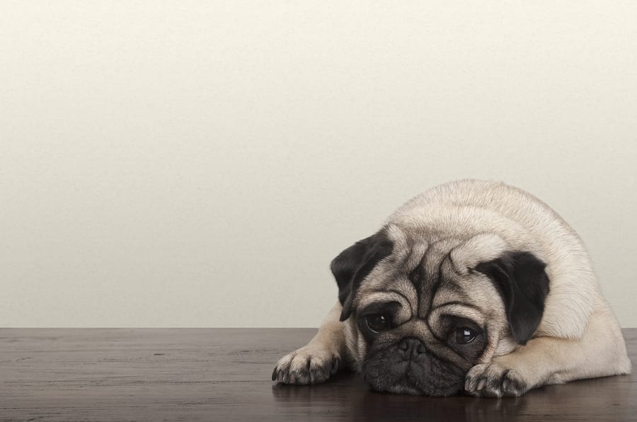 What’s The Best Pug Pet Insurance? This Article Compares The Top Providers