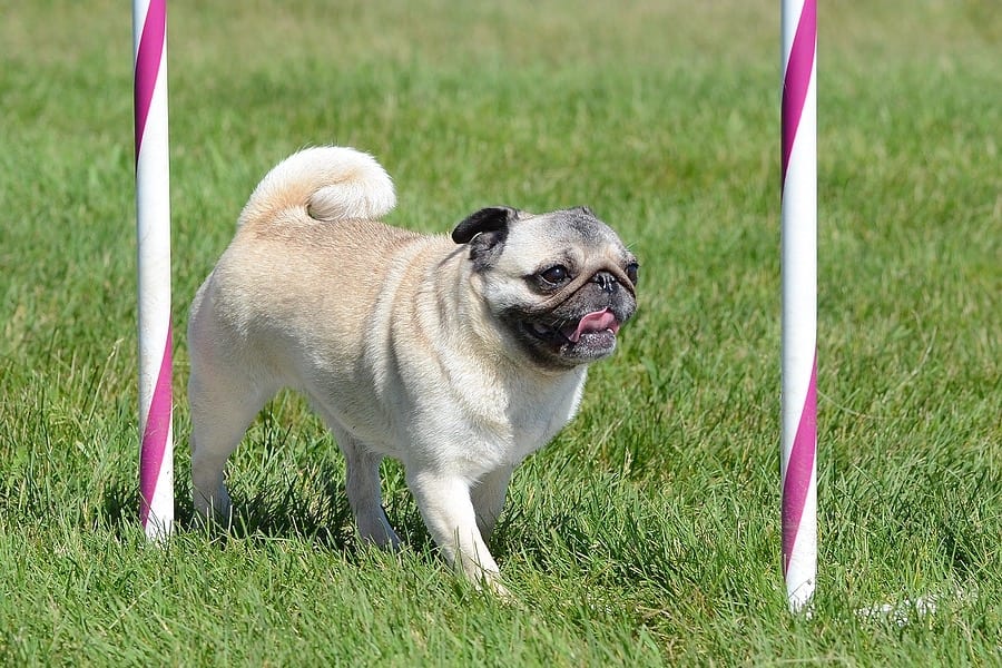 A Guide to Pug Agility – Can They Enter and Win Shows?