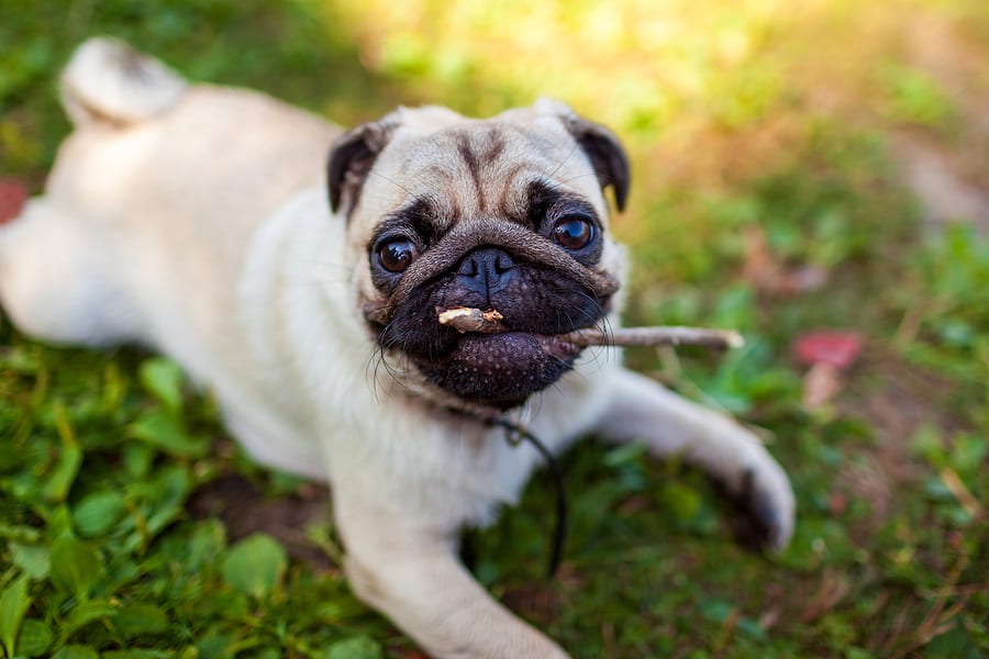 Why Is My Pug Chewing? Your Questions Answered