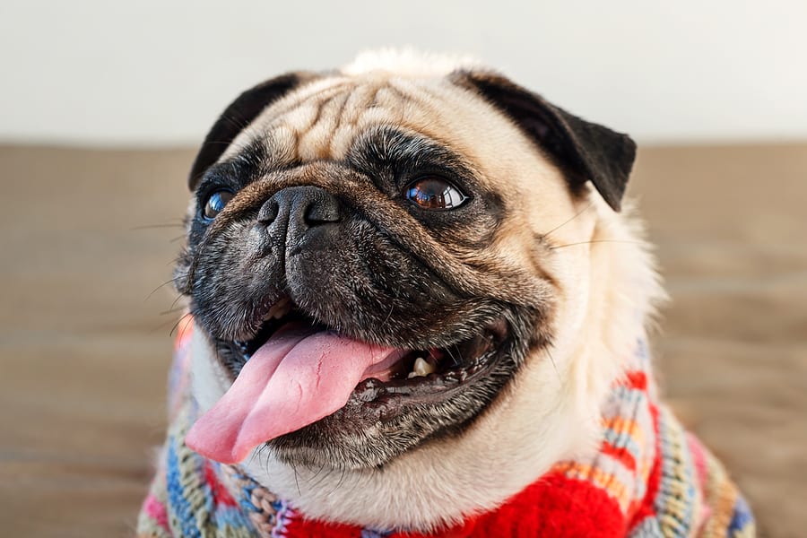A Guide to Raising a Pug – Tips and Tactics