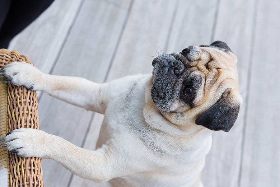 A Guide to Pug Behavior – Traits, Aggression, and Emotions
