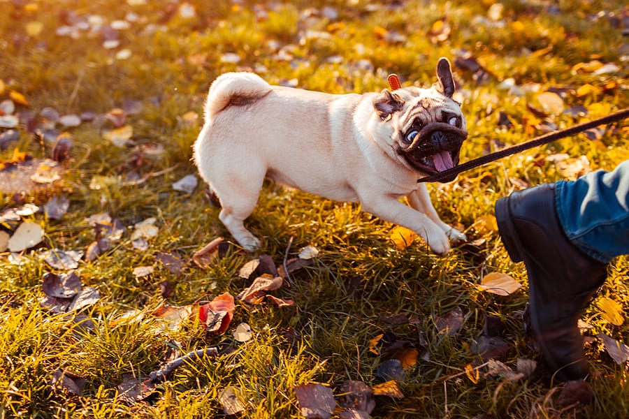 How to Stop Pug Biting Issues Once and For All