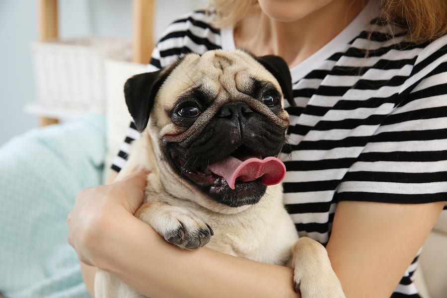 How Big Do Pugs Get? Your Questions Answered