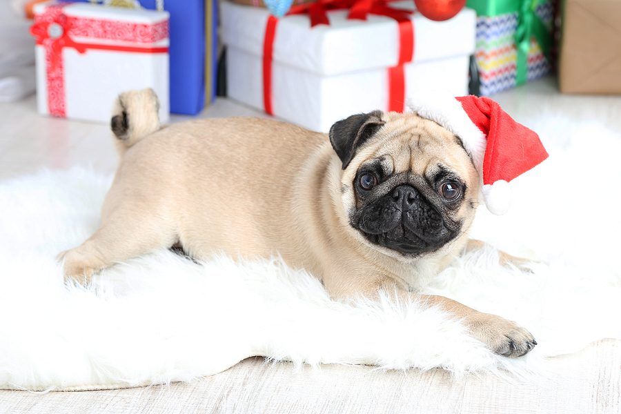 11 Hard-to-Find Pug Christmas Gifts You Need to Get