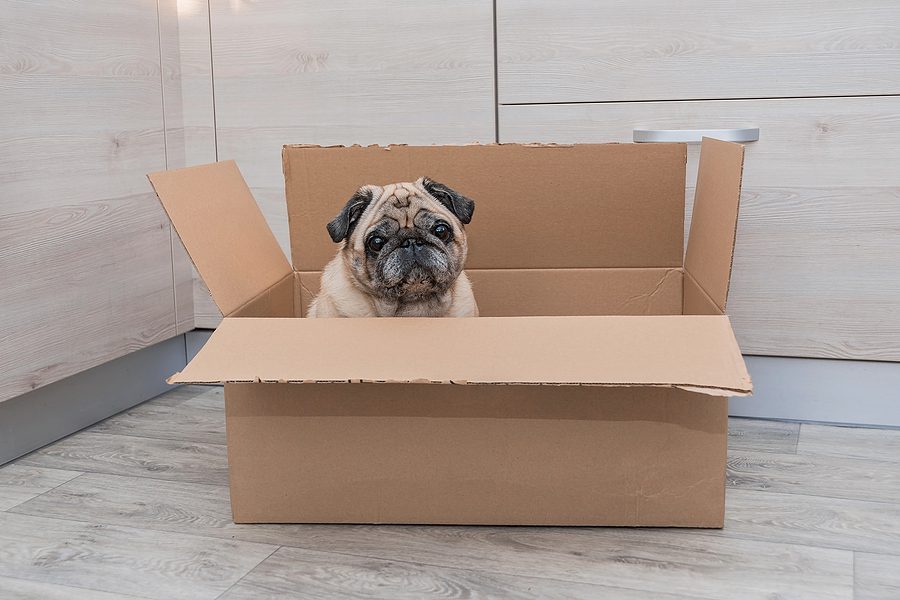 The 11 Best Pug Gifts Amazon Has to Offer